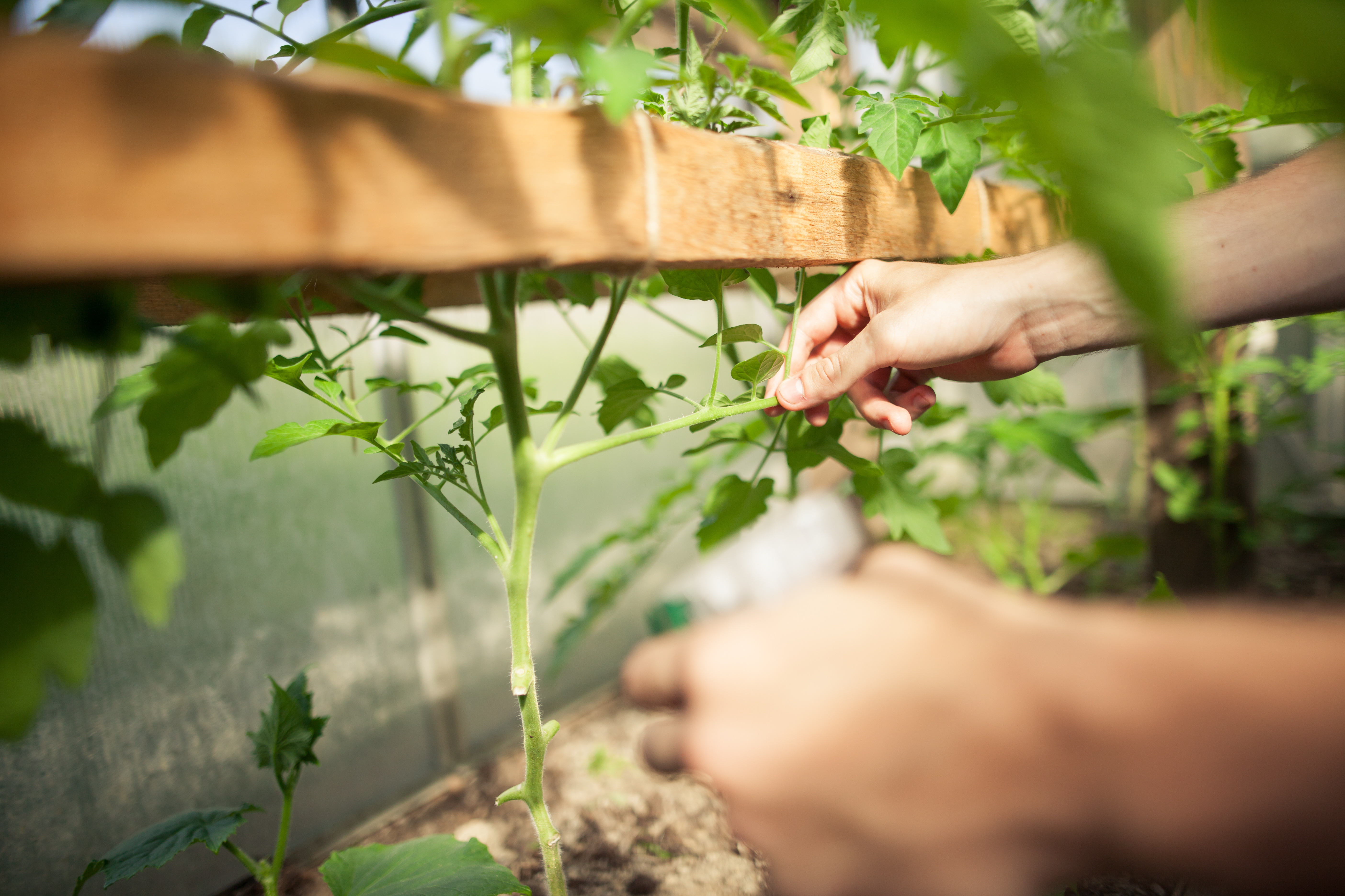 Certificat Bernagaud écologie environnement biodiversité