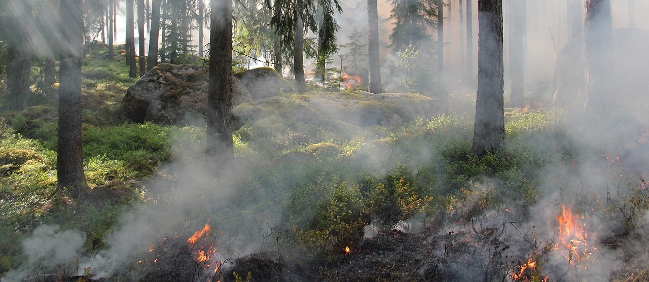 Incendies de forêt