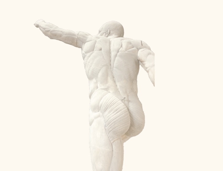 Sculpture. Corps masculin