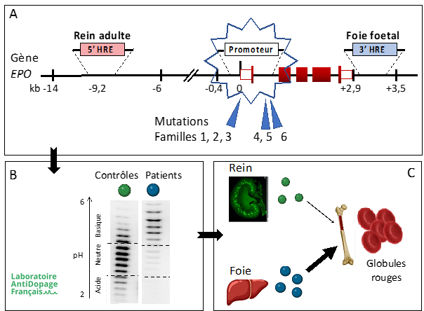 EPO Schémas