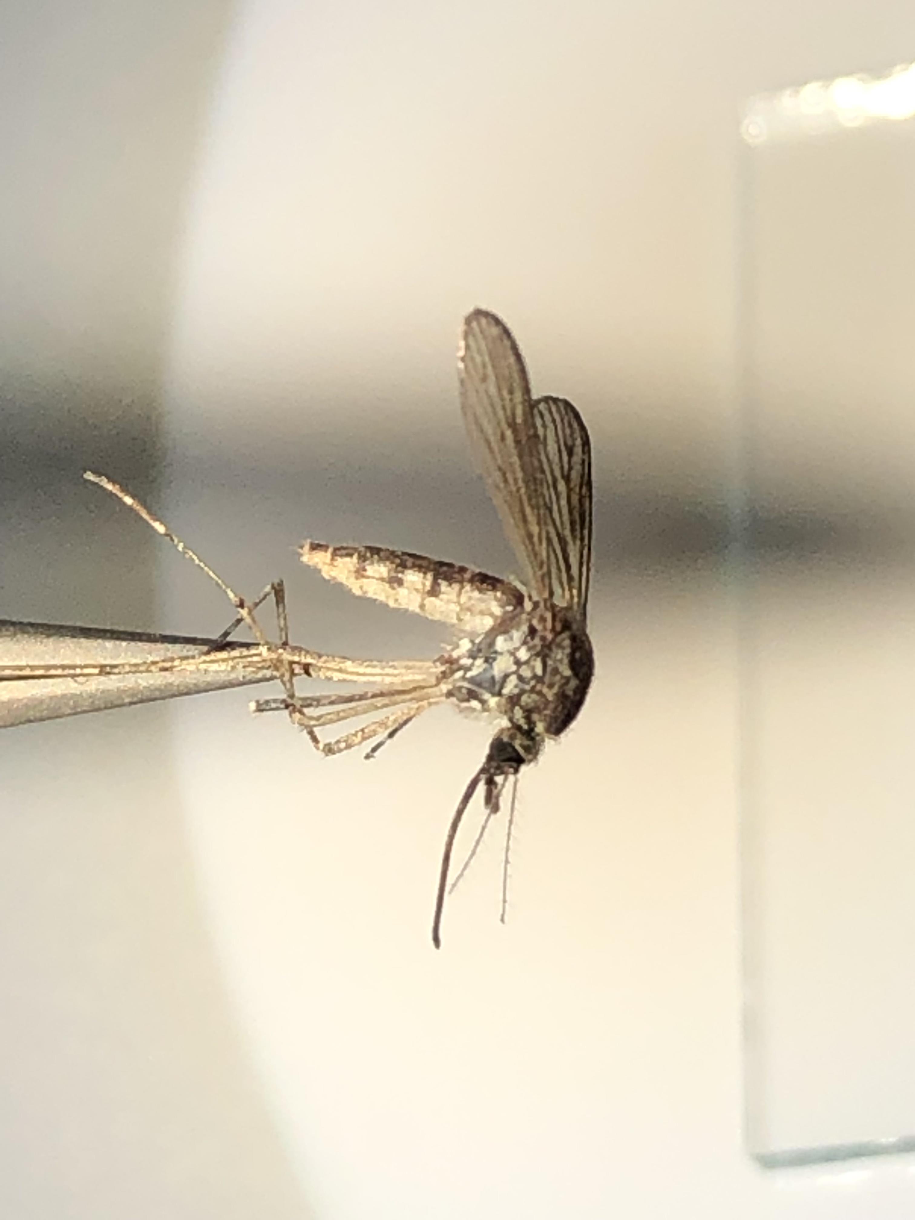 mosquito