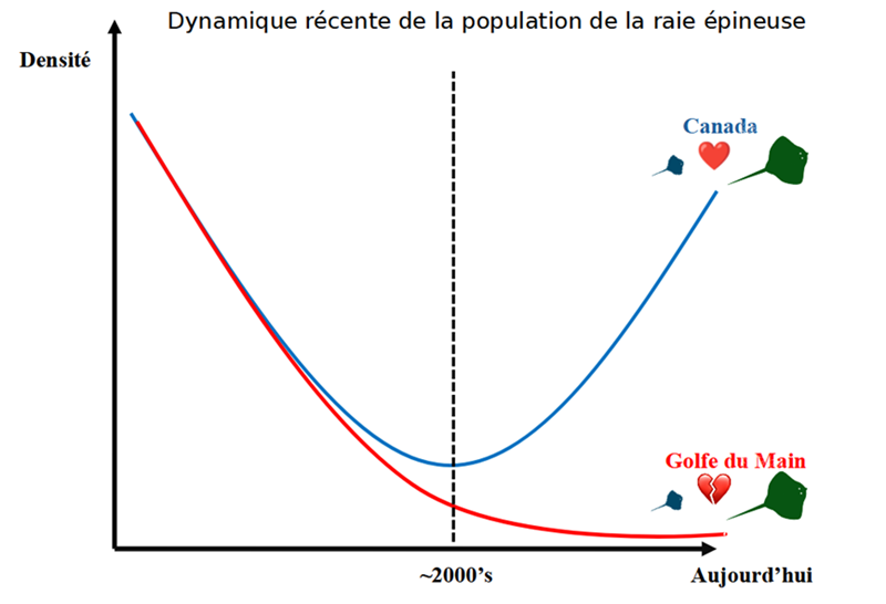 Raie épineuse. Graphique Dynamique récente de la population de la raie épineuse