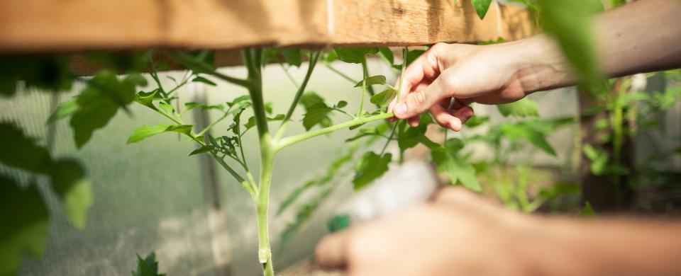 Certificat Bernagaud écologie environnement biodiversité