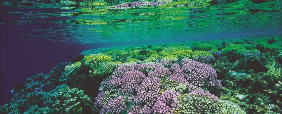 Corail