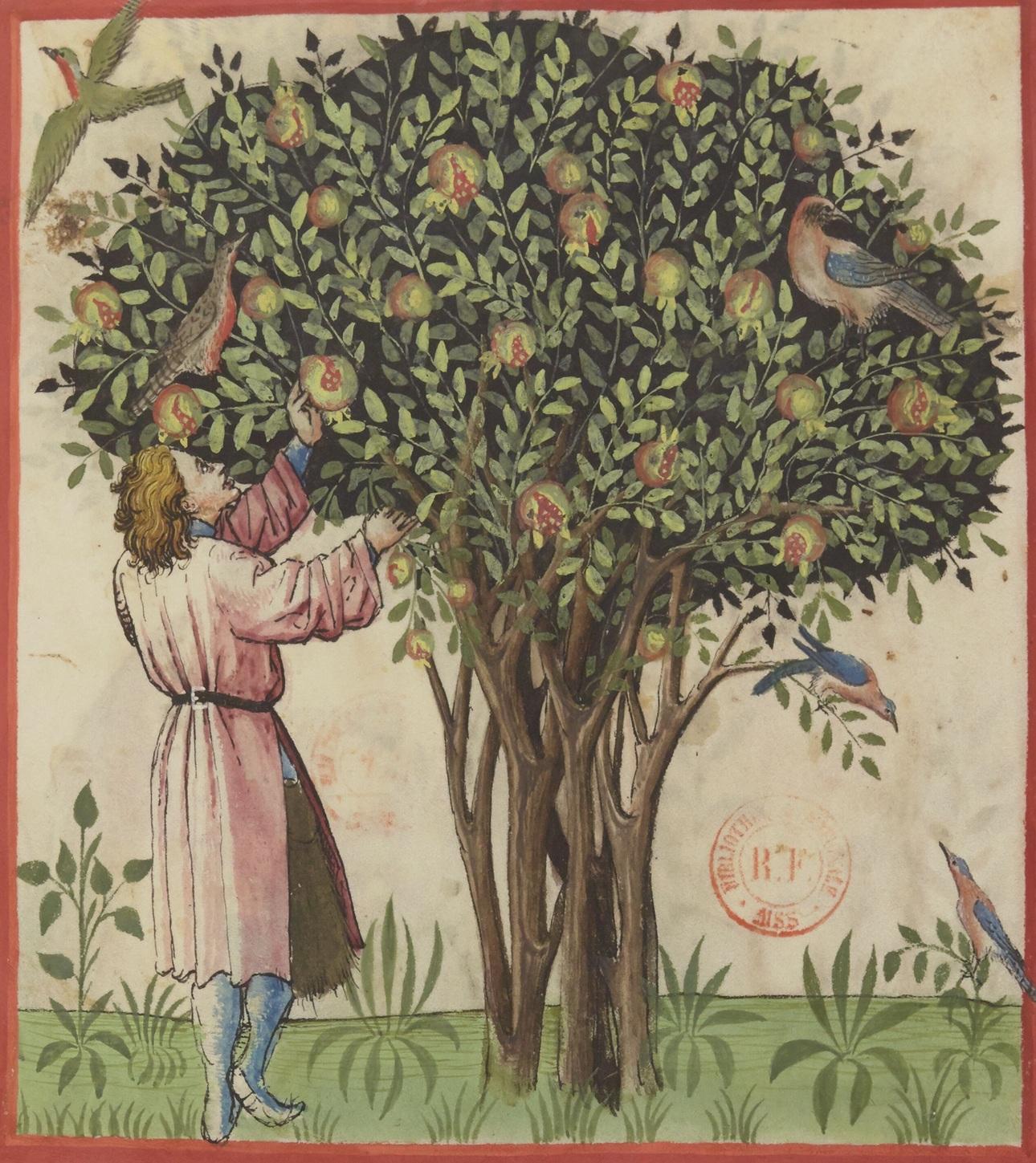 Le cueilleur, emblème de Biblissima : récolte des grenades douces, Tacuinum sanitatis d'Ibn Buṭlān, Rhénanie, XVe siècle. Paris, BnF, Département des manuscrits, Latin 9333, f. 4 (source : BnF, via le portail Biblissima)