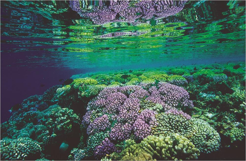 Corail