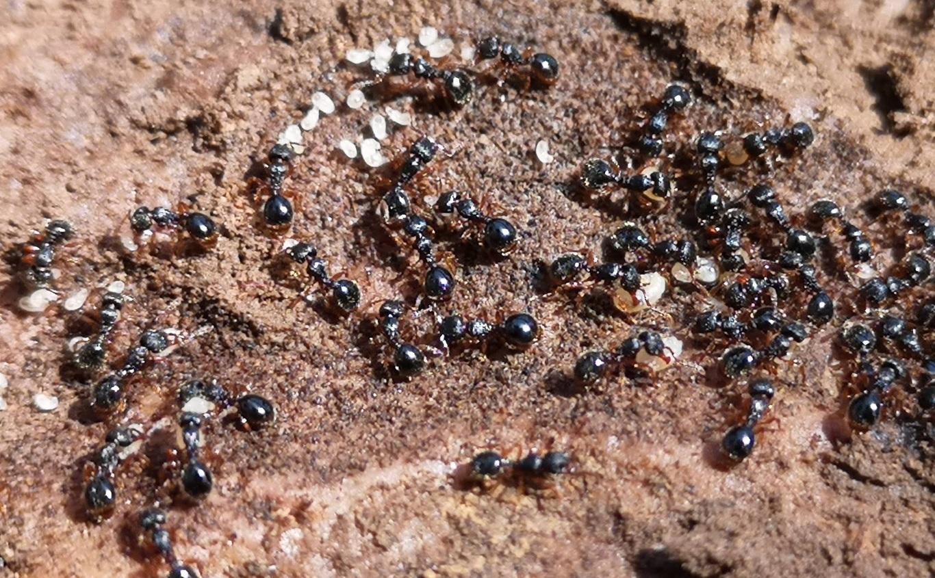 Fourmis. Copyright : ISYEB / Muséum national d'Histoire naturelle / EPHE - PSL