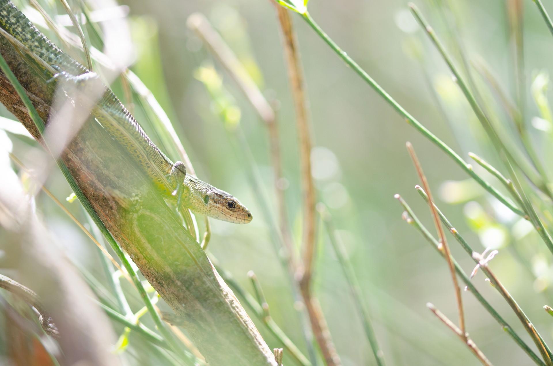 Lézard vivipare