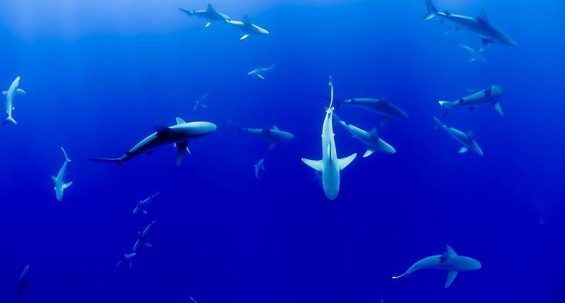 Requins