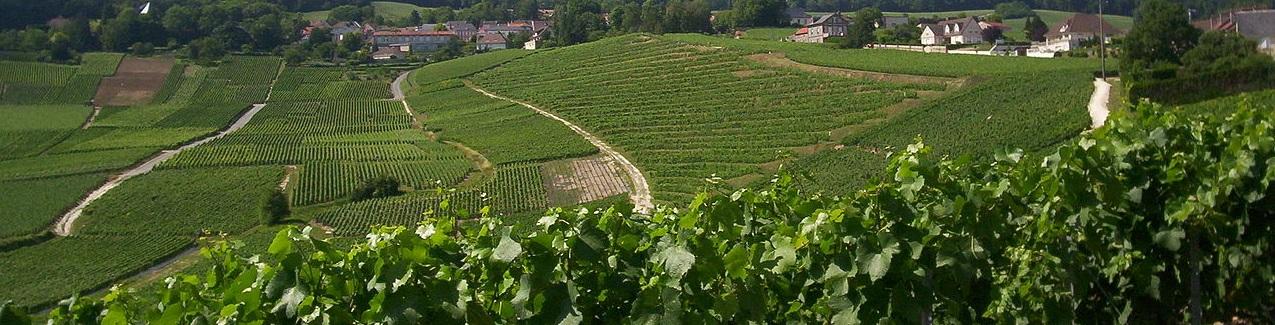 Vignes