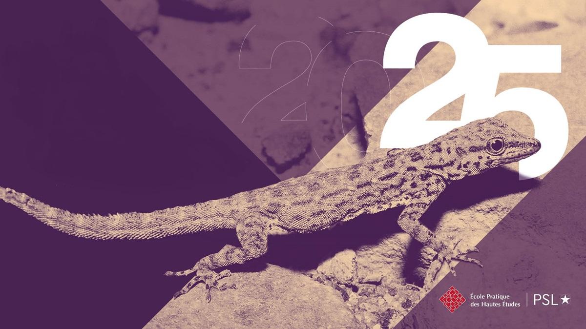 Visuel Voeux 2025 - Lézard
