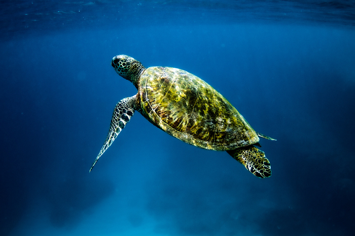 Te fare natura - Tortue géante