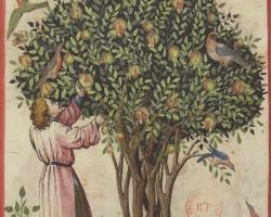 Le cueilleur, emblème de Biblissima : récolte des grenades douces, Tacuinum sanitatis d'Ibn Buṭlān, Rhénanie, XVe siècle. Paris, BnF, Département des manuscrits, Latin 9333, f. 4 (source : BnF, via le portail Biblissima)
