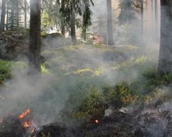 Incendies de forêt