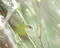 Lézard vivipare