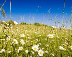 Vacances estivales - Champ de marguerites et ciel bleu